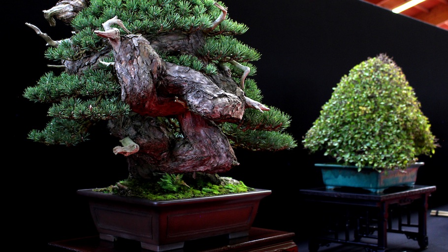 Bonsai san show