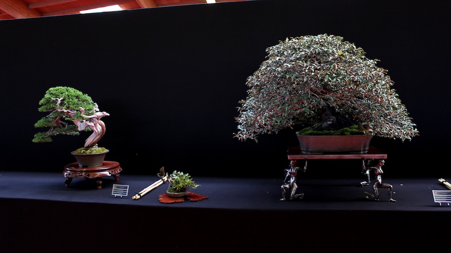 Bonsai san show