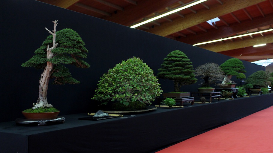 Bonsai san show