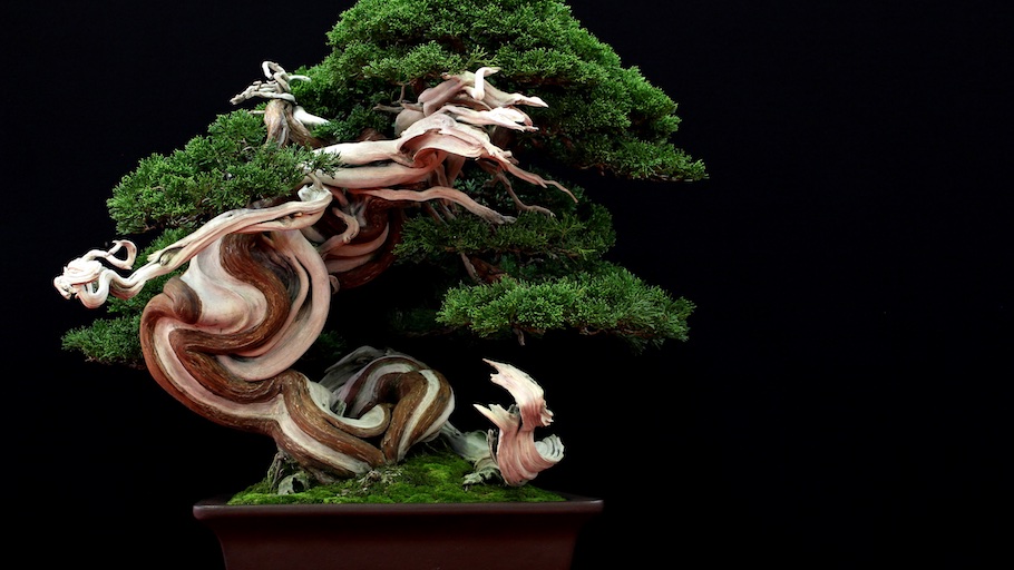 Bonsai san show