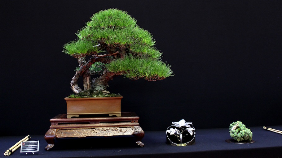 Bonsai san show