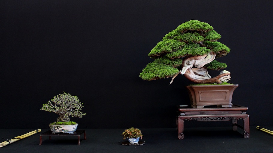 Bonsai san show