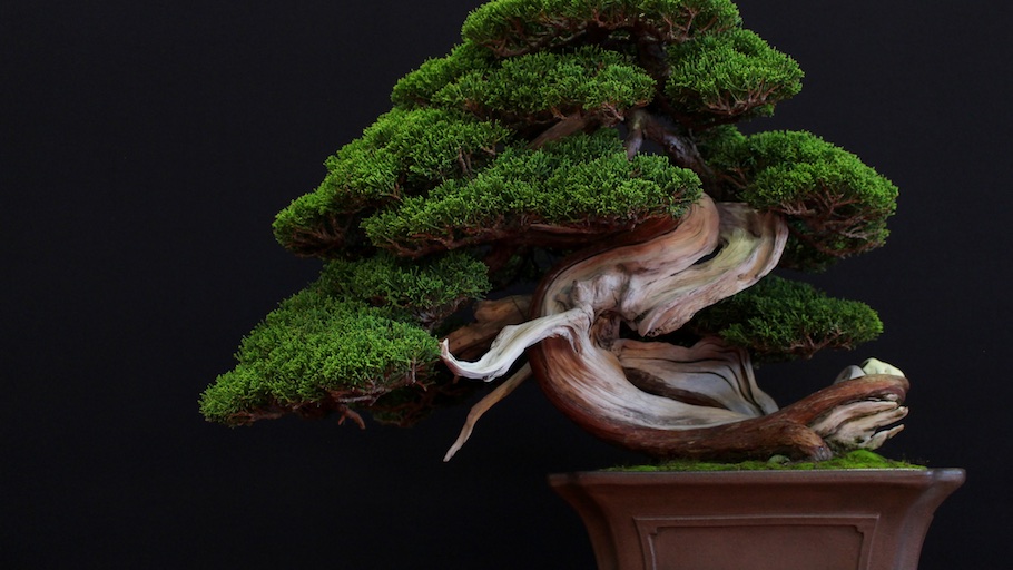 Bonsai san show