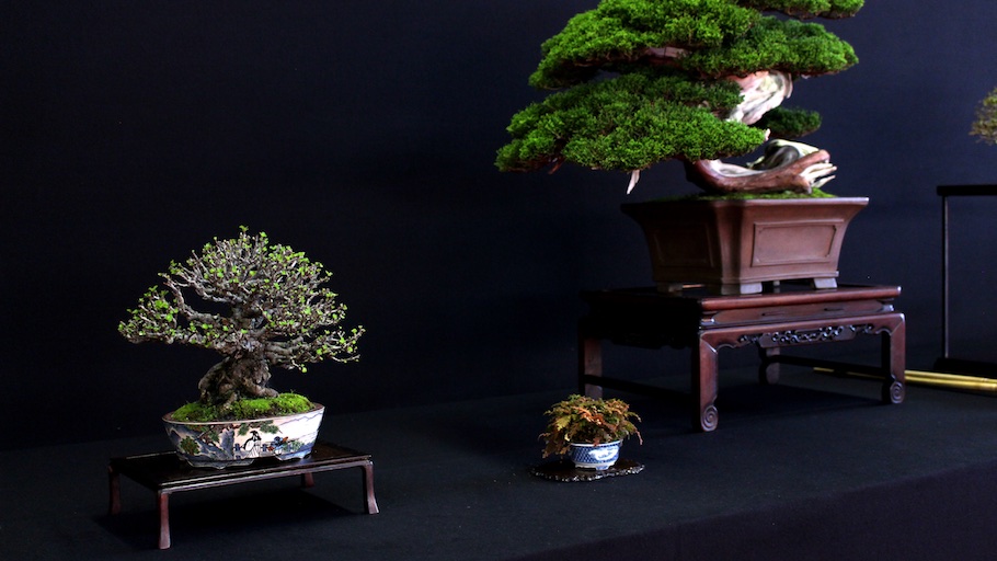 Bonsai san show