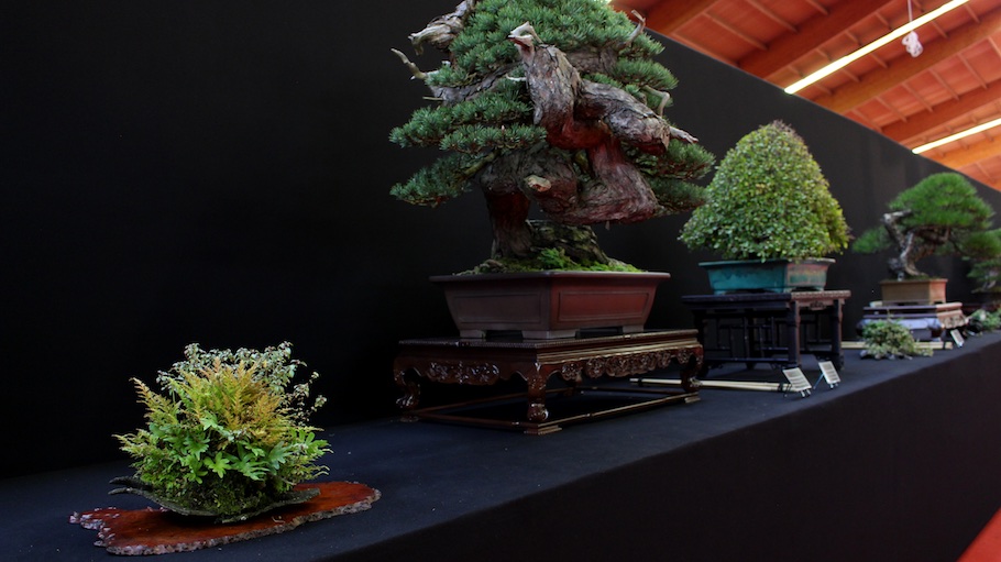 Bonsai san show