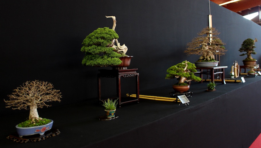 Bonsai san show