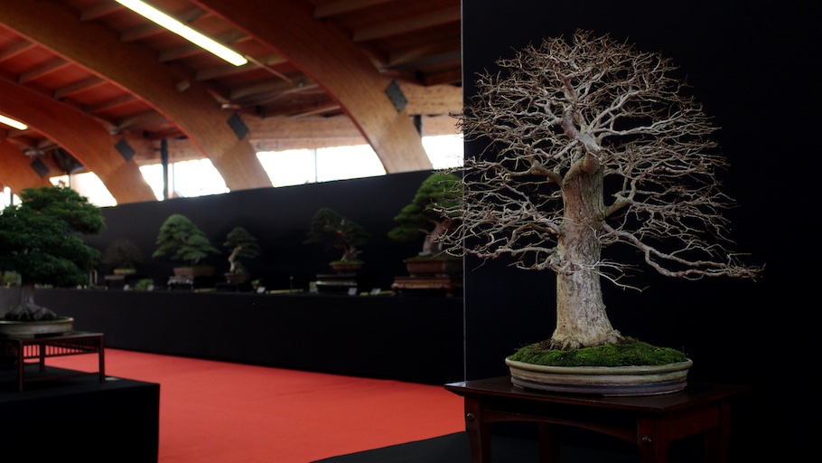 Bonsai san show