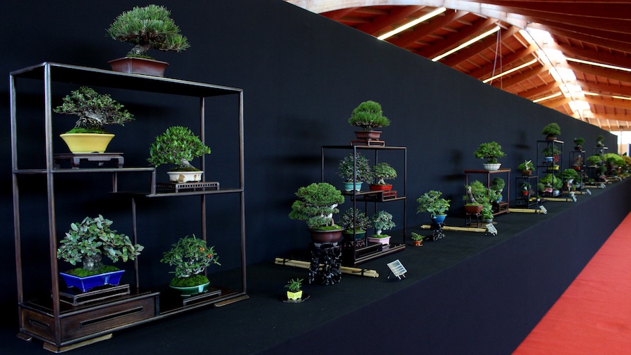 Bonsai san show