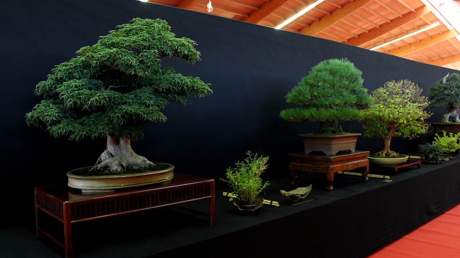 Bonsai san show