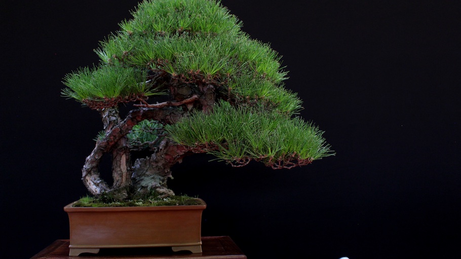 Bonsai san show