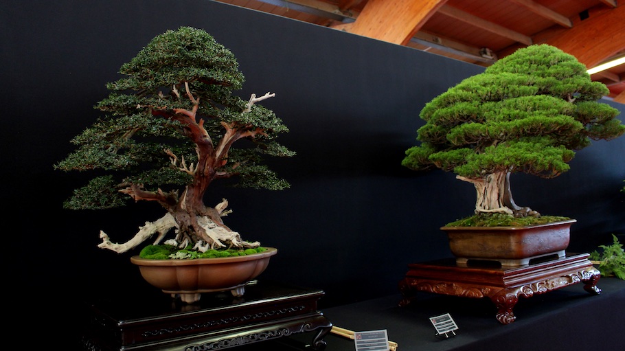 Bonsai san show