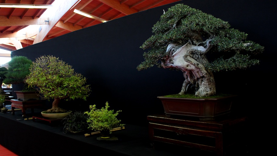 Bonsai san show