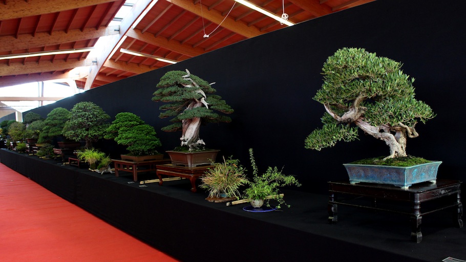 Bonsai san show