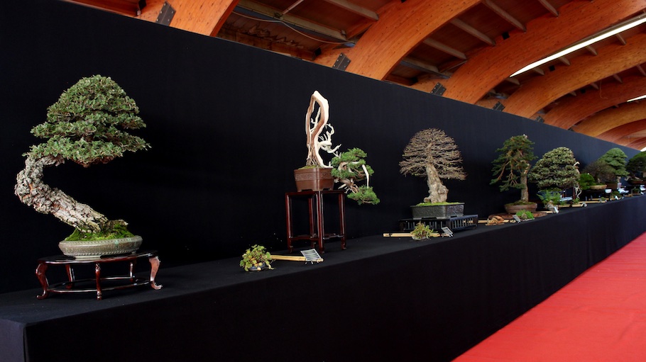 Bonsai san show