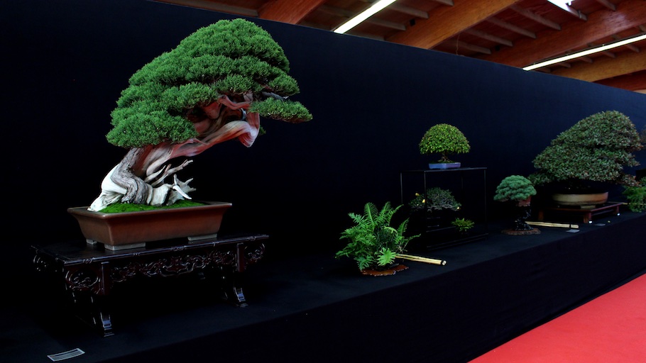 Bonsai san show