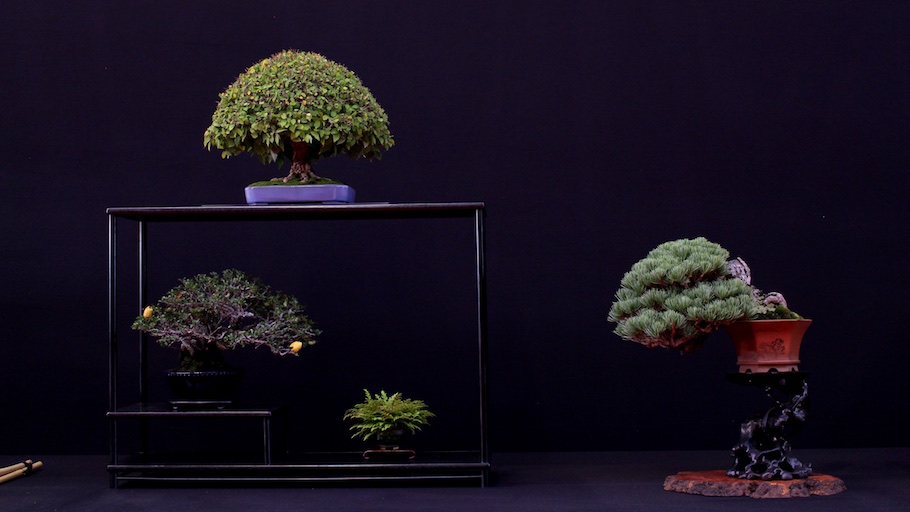 Bonsai san show