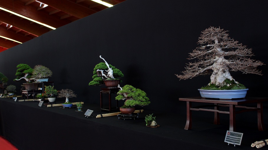 Bonsai san show