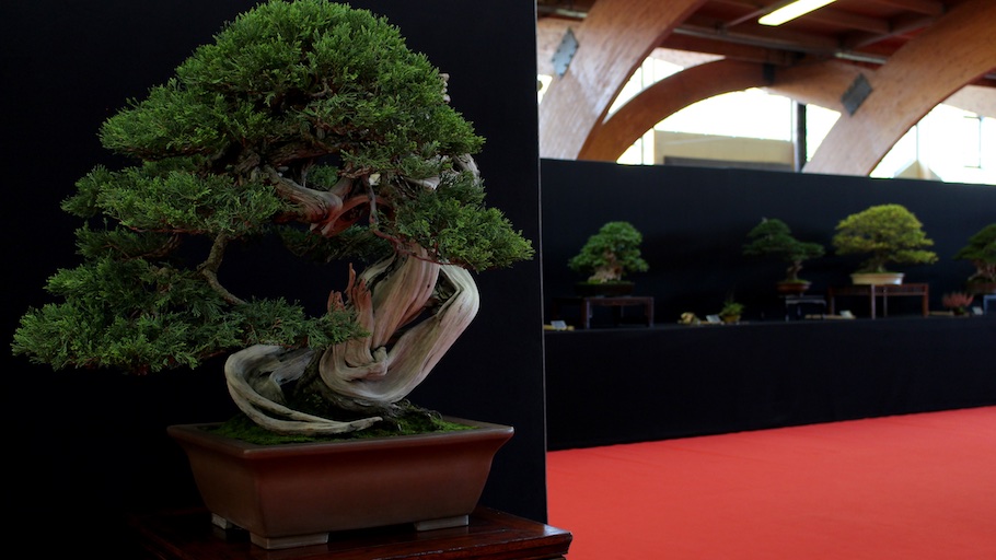 Bonsai san show