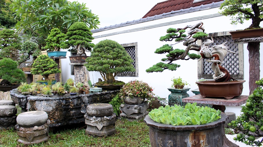 Amy Liang Bonsai Museum