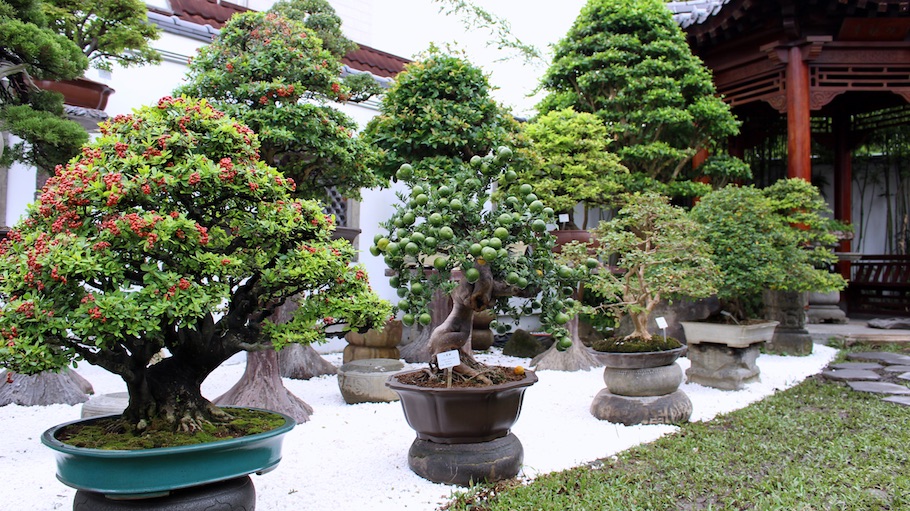 Amy Liang Bonsai Museum