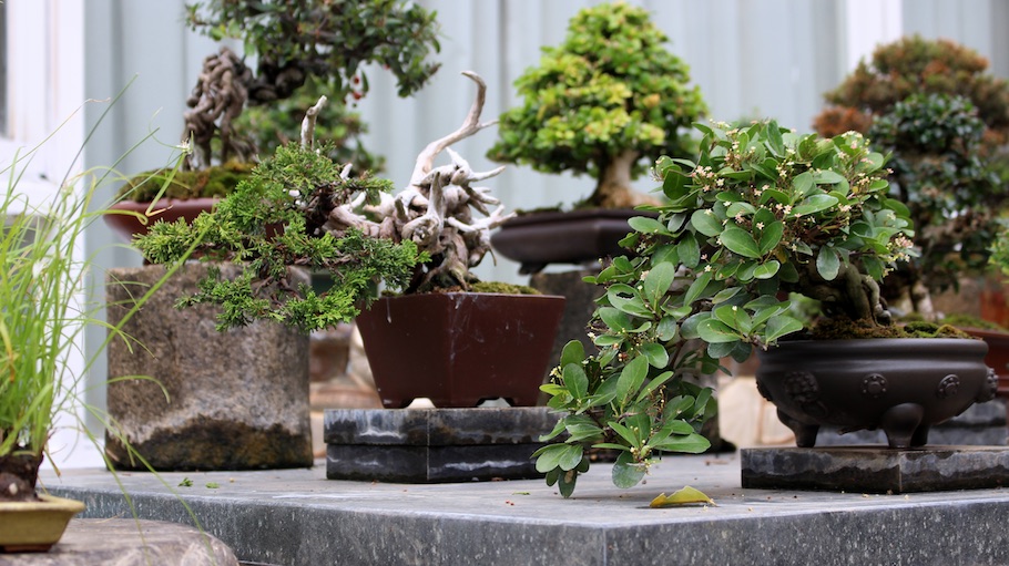 Amy Liang Bonsai Museum