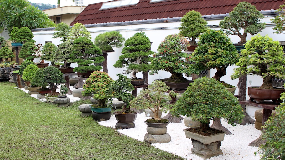 Amy Liang Bonsai Museum