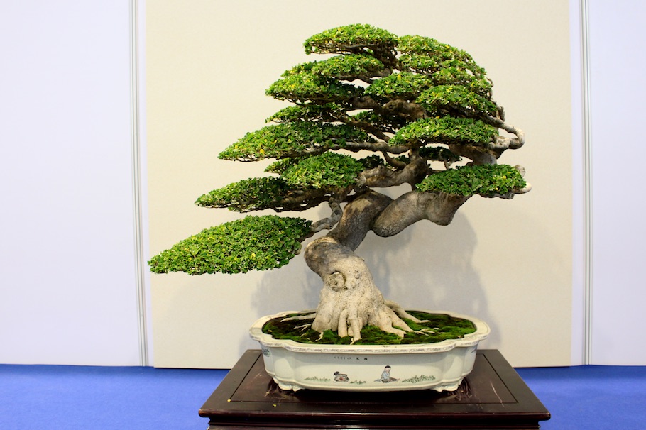 Hwa Fong Bonsai, Taiwan 2017