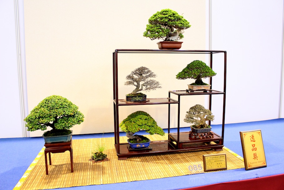 Hwa Fong Bonsai, Taiwan 2017