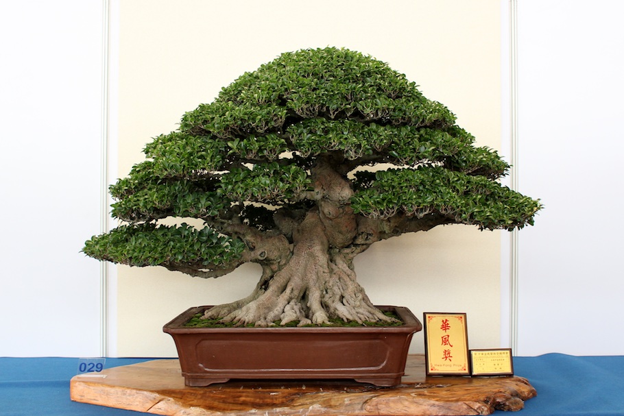 Hwa Fong Bonsai, Taiwan 2017