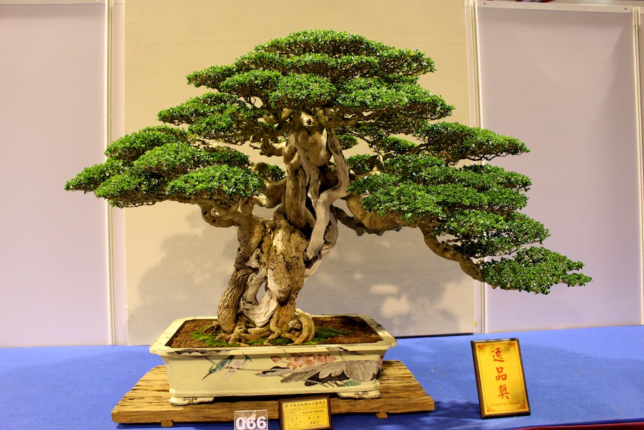 Hwa Fong Bonsai, Taiwan 2017