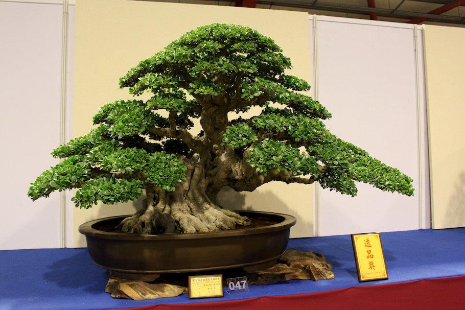 Hwa Fong Bonsai, Taiwan 2017