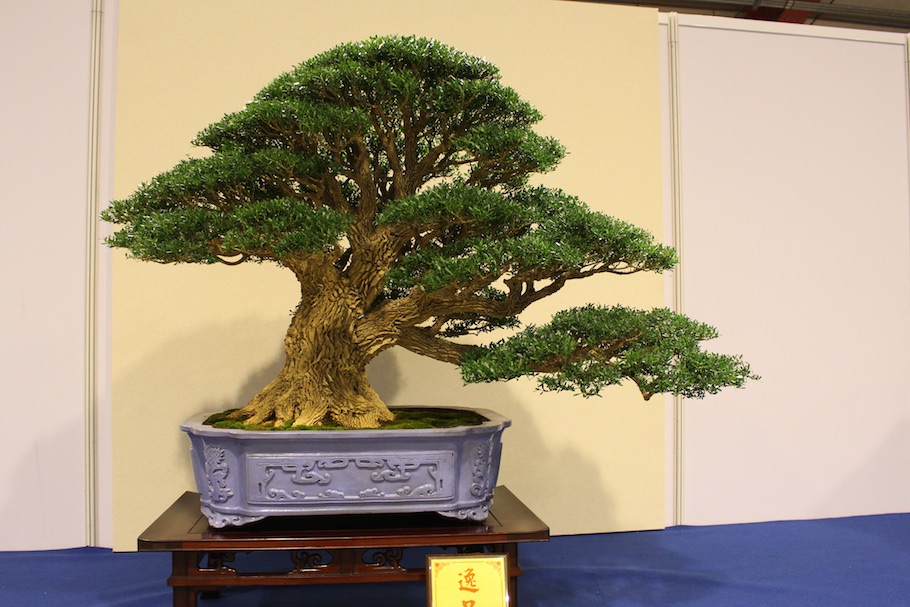 Hwa Fong Bonsai, Taiwan 2017