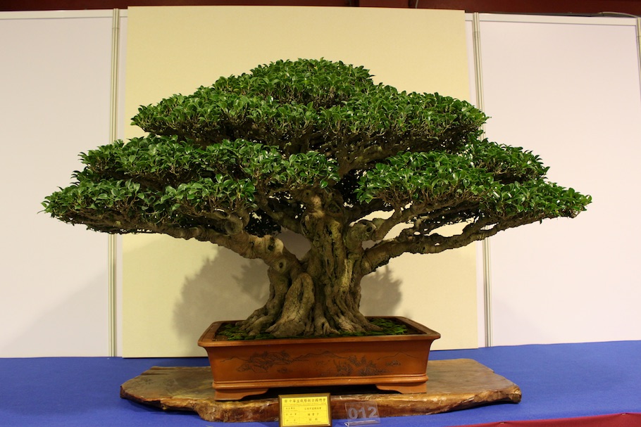 Hwa Fong Bonsai, Taiwan 2017