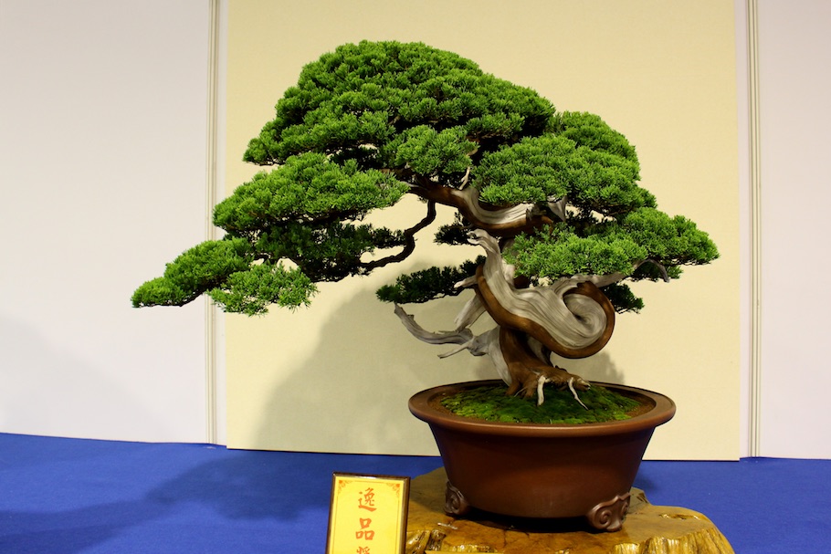 Hwa Fong Bonsai, Taiwan 2017