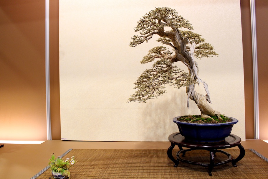 Hwa Fong Bonsai, Taiwan 2017