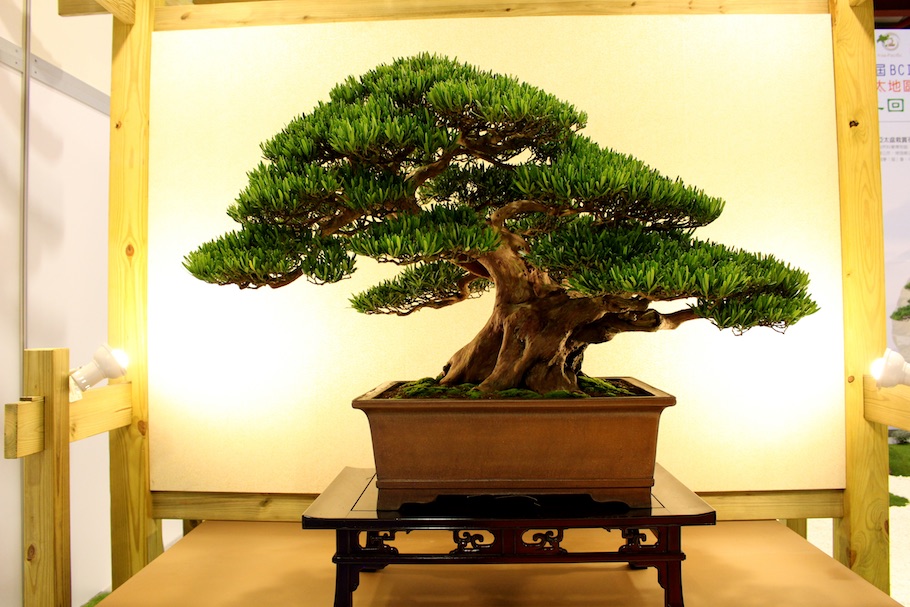 Hwa Fong Bonsai, Taiwan 2017