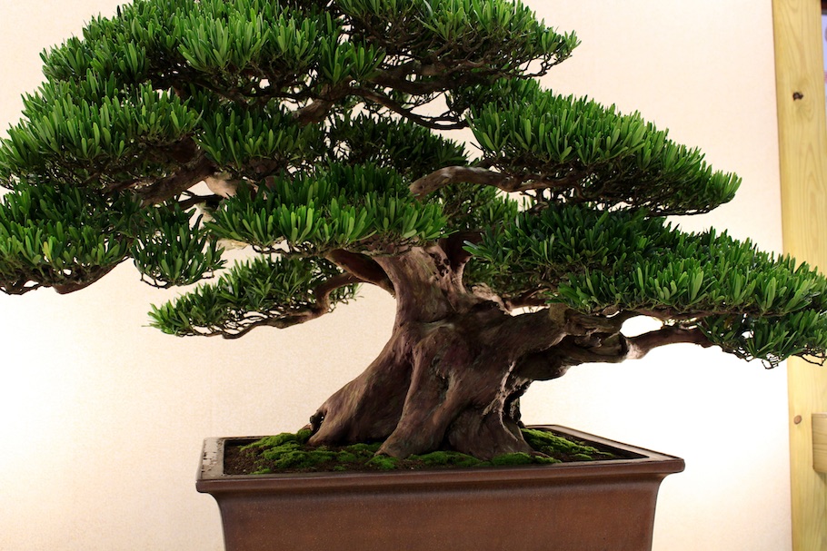 Hwa Fong Bonsai, Taiwan 2017