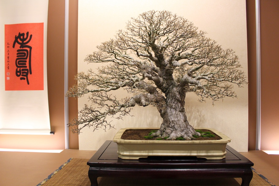 Hwa Fong Bonsai, Taiwan 2017