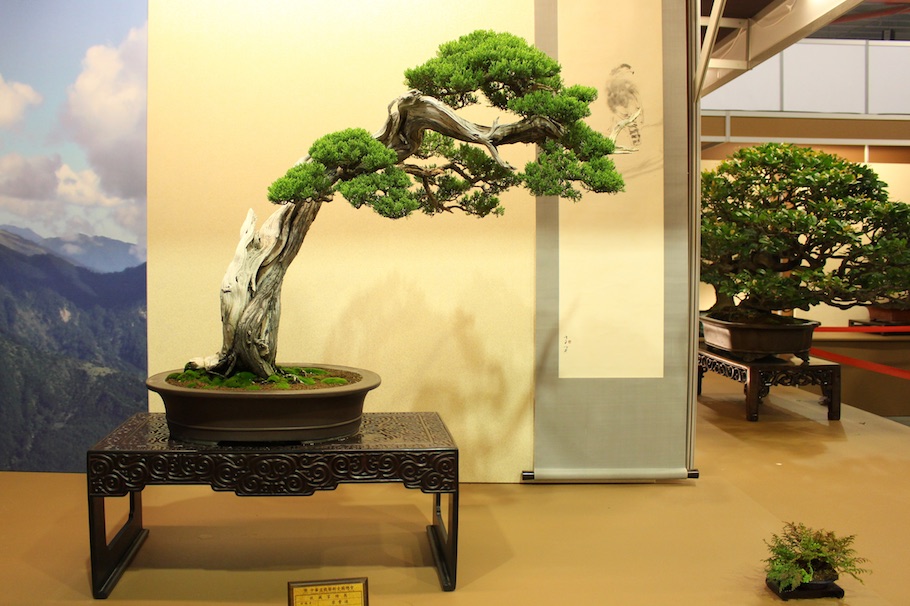 Hwa Fong Bonsai, Taiwan 2017