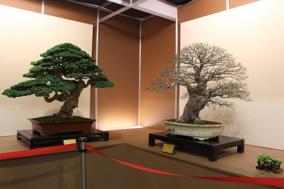 Hwa Fong Bonsai, Taiwan 2017