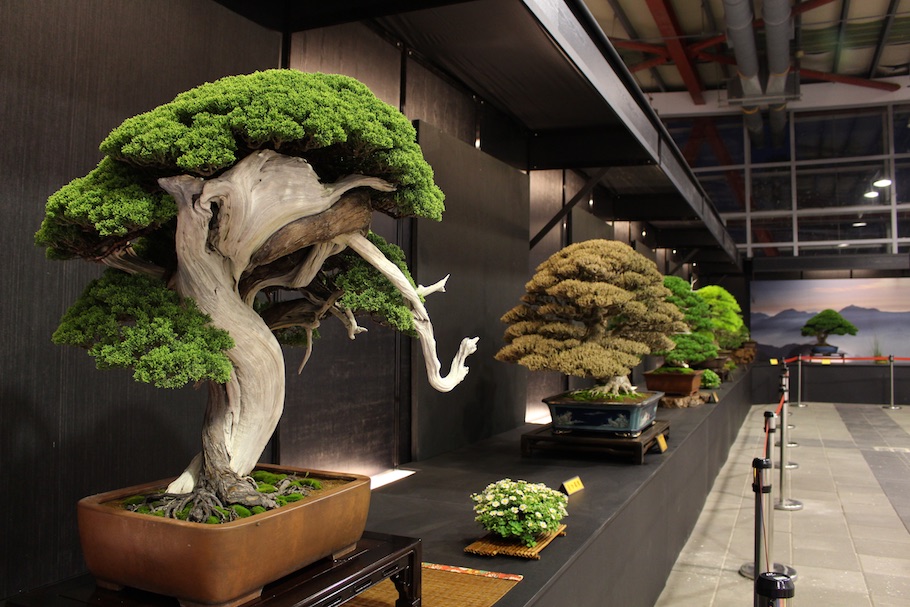 Hwa Fong Bonsai, Taiwan 2017