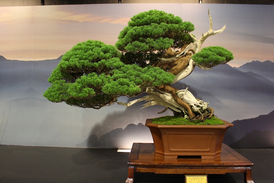 Hwa Fong Bonsai, Taiwan 2017