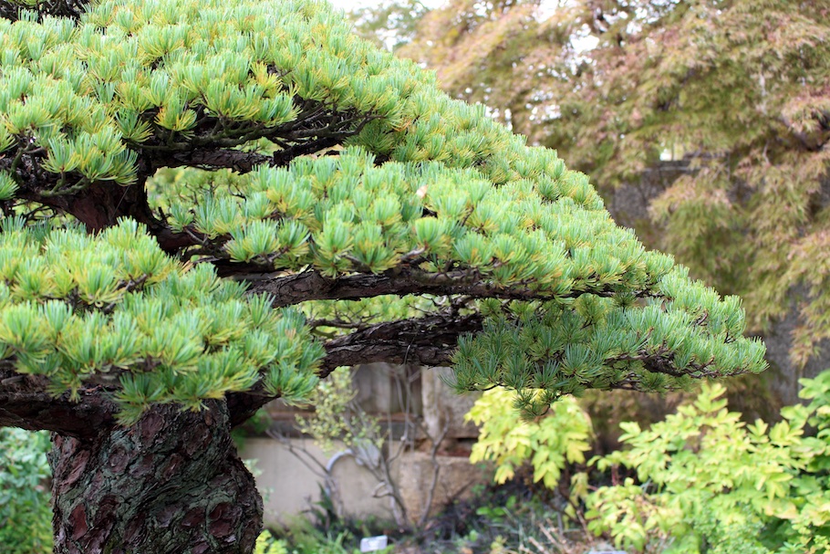 Bonsai that survived the atomic blast in Hiroshima