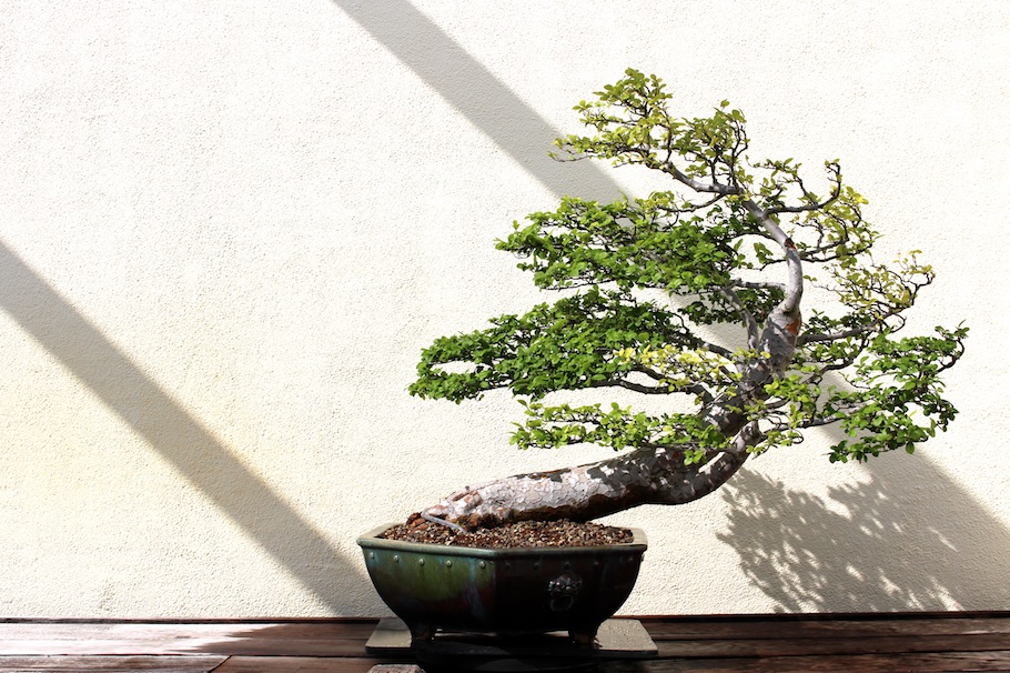 windswept Elm bonsai