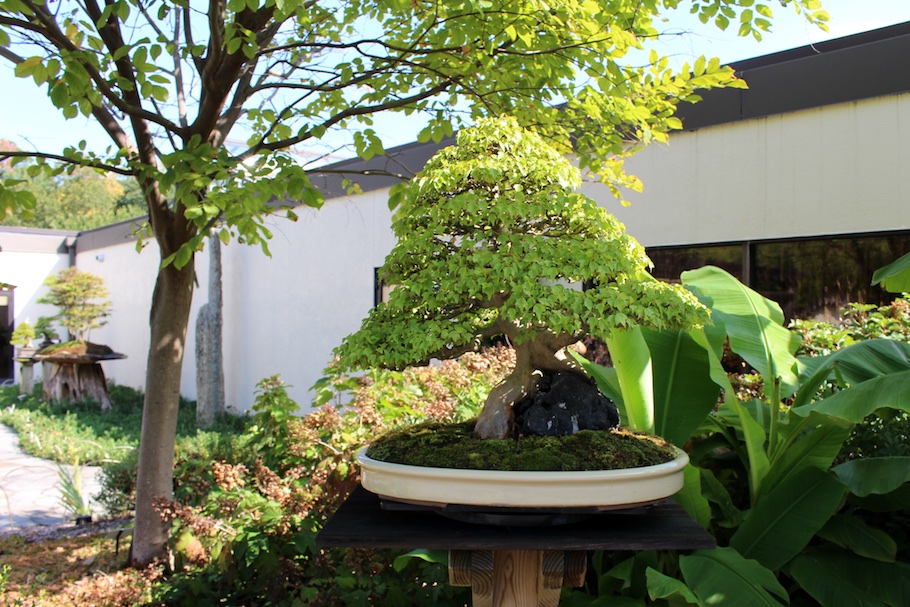 Maple bonsai