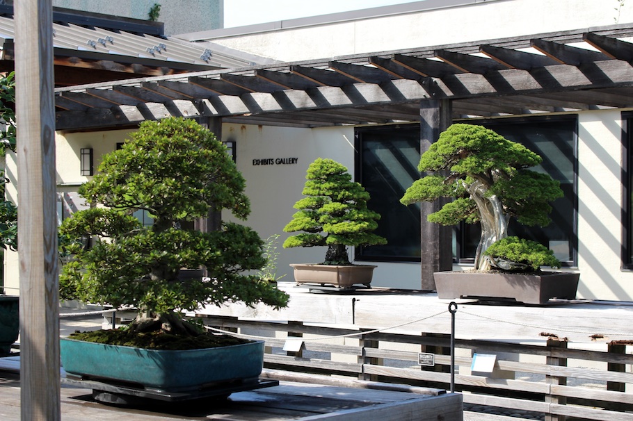 Outdoor bonsai