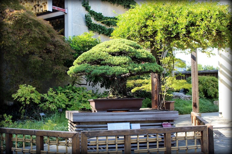 Hiroshima bonsai