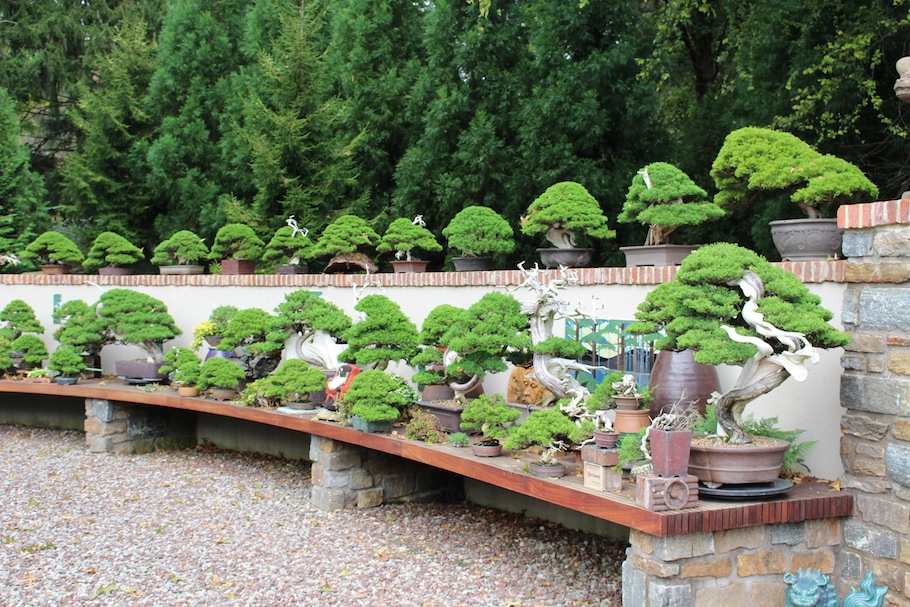 Kennett Bonsai collection