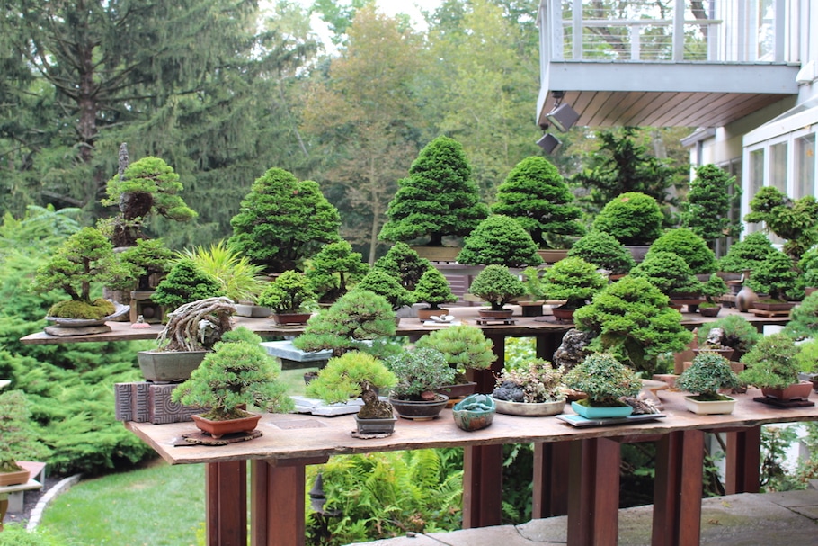 Kennett Bonsai collection