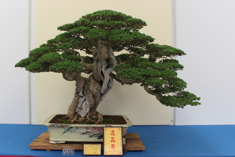 Hwa Fong Bonsai, Taiwan 2017